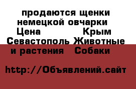 продаются щенки немецкой овчарки › Цена ­ 20 000 - Крым, Севастополь Животные и растения » Собаки   